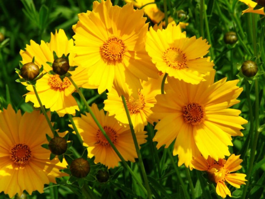 Coreopsis
