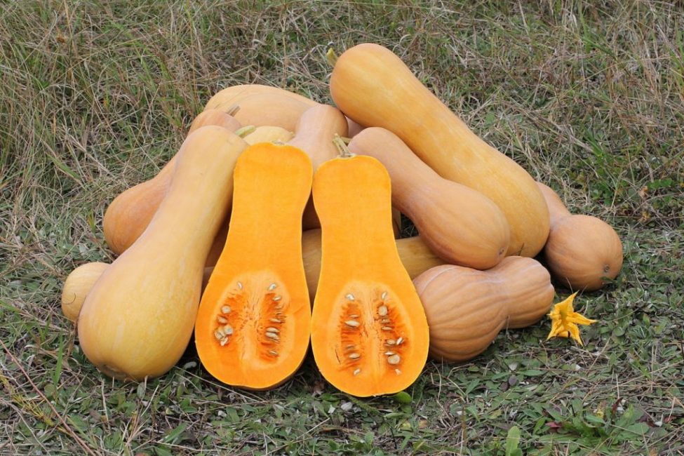 Muskotálygyöngy