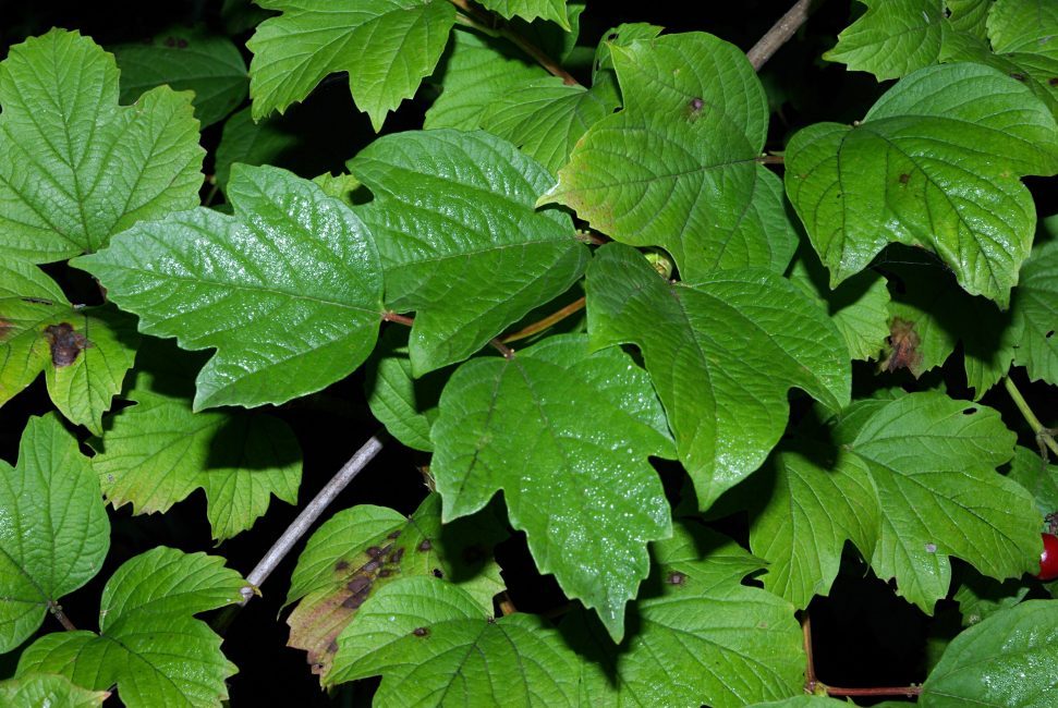 piros viburnum levél