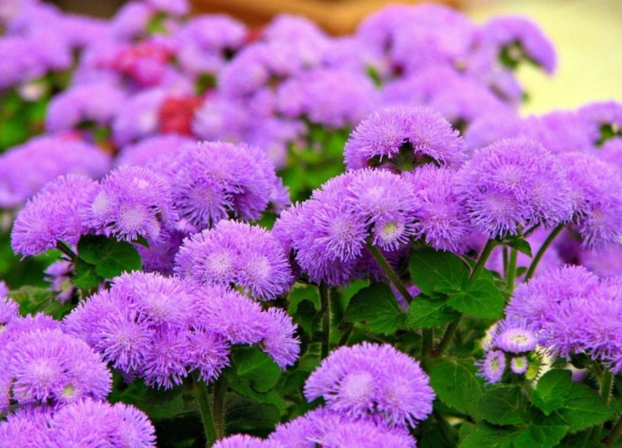 Ageratum
