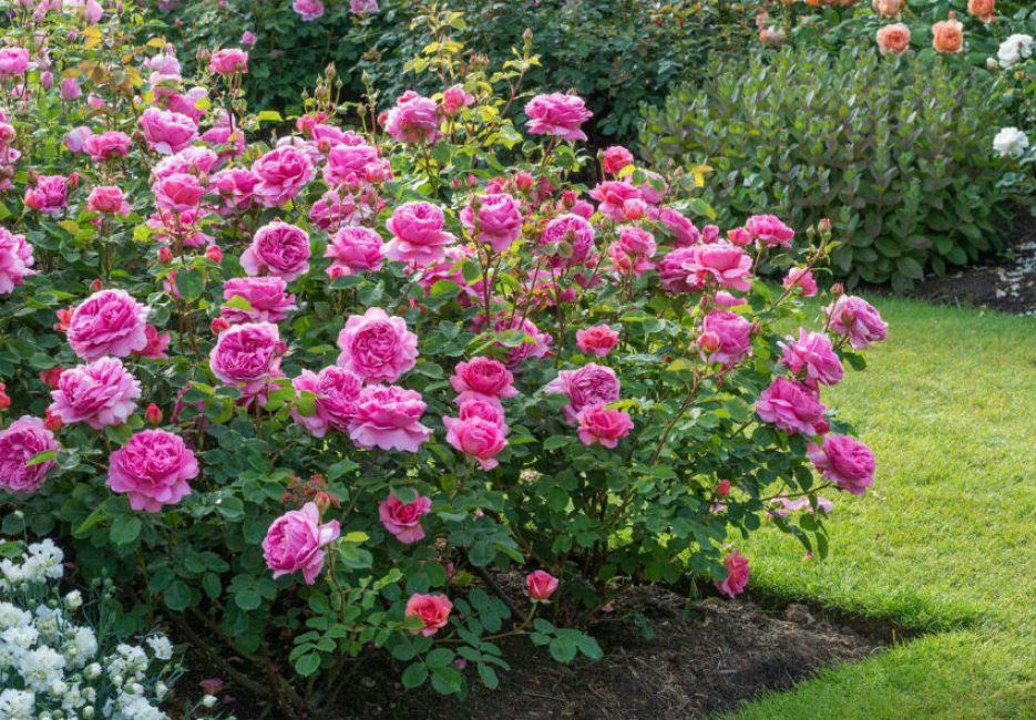 Fins i tot amb deficiències, l'amor dels cultivadors de flors no disminueix