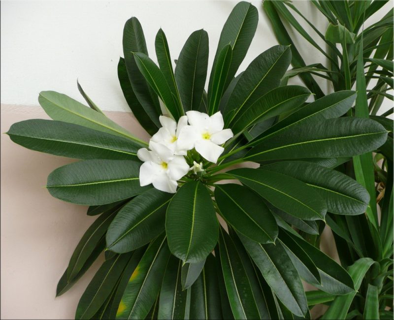 Pachypodium Lamera