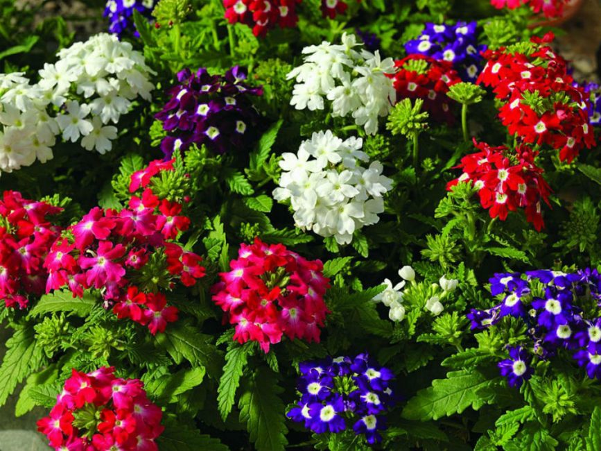 Verbena