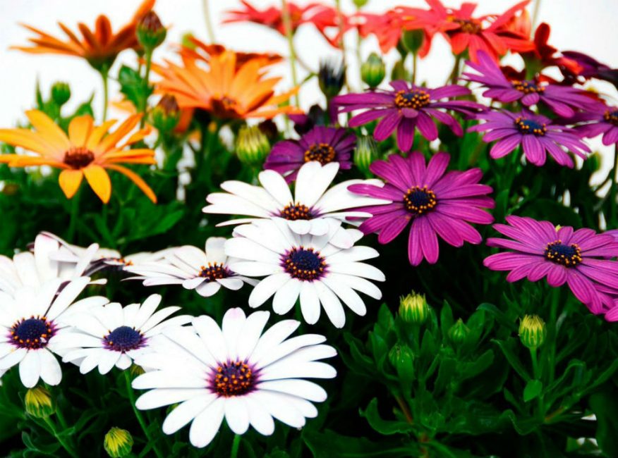 Osteospermum