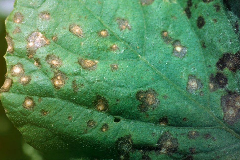 cercosporosi