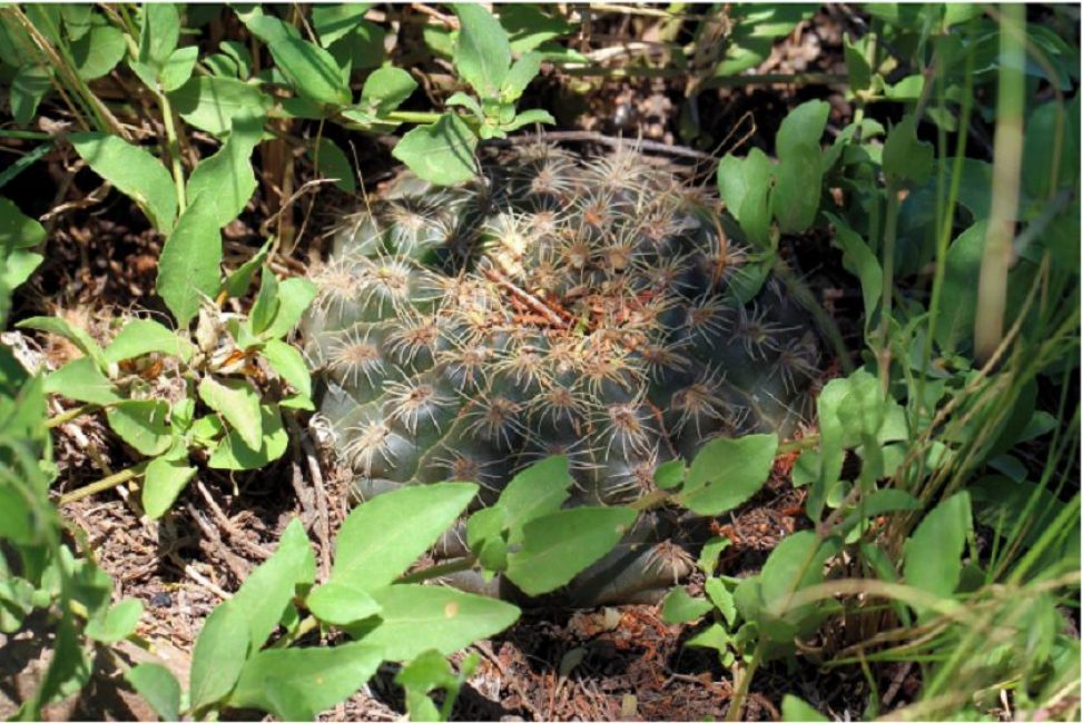 Especies de Gymnocalycium affine en estado silvestre, Argentina