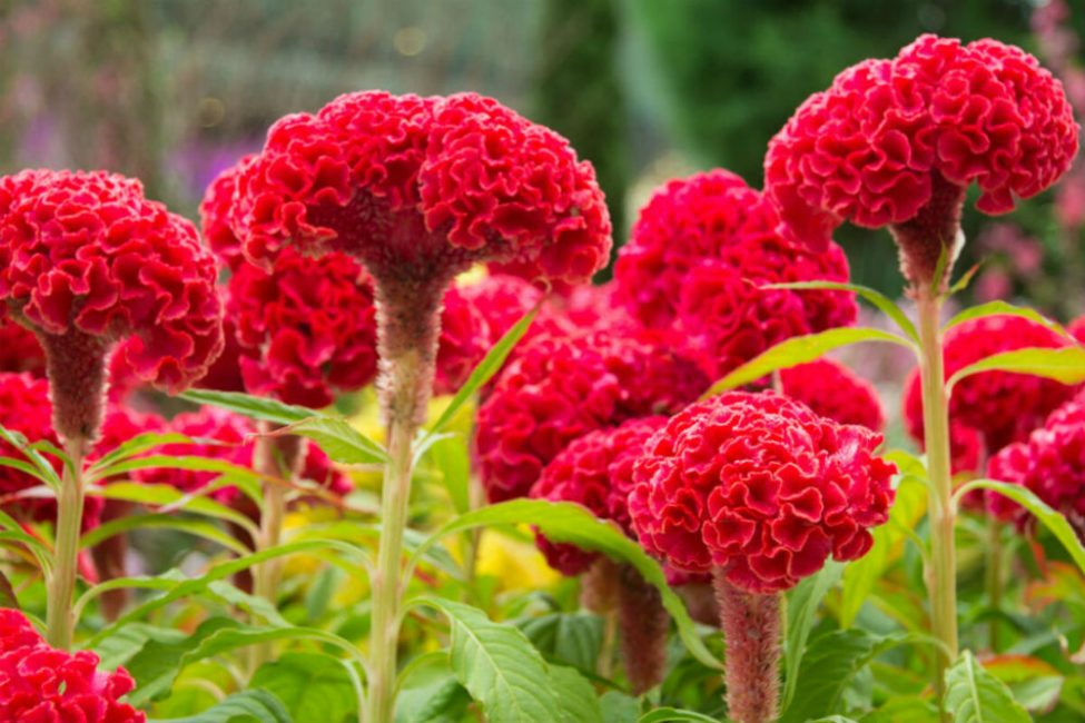 Celosia
