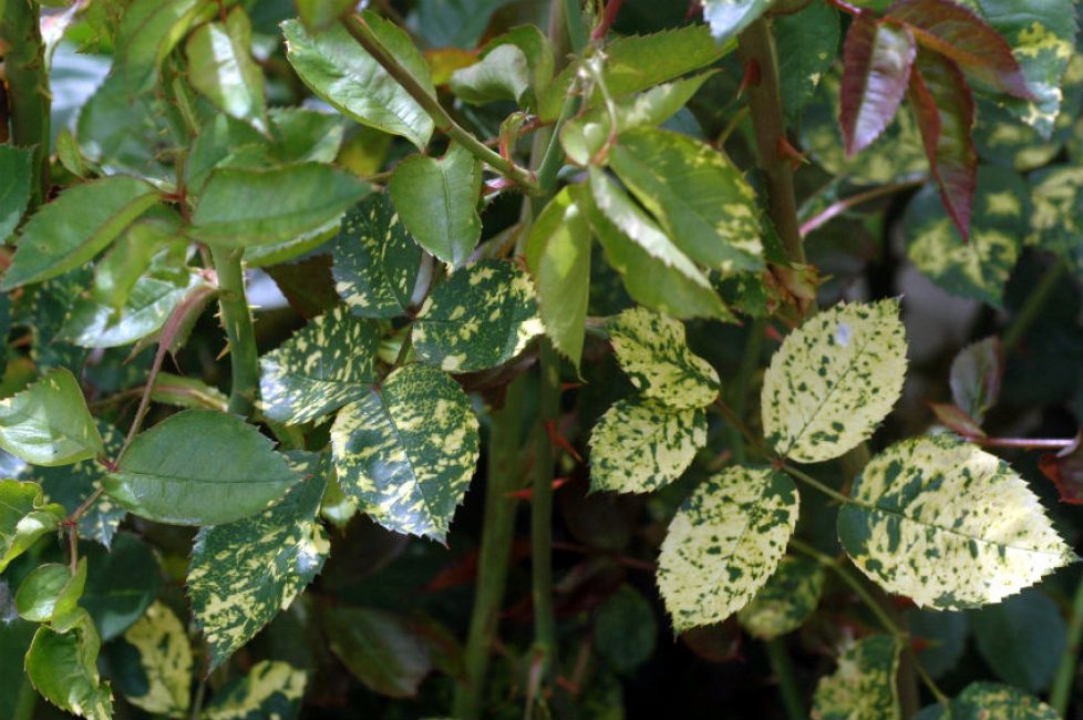 Virus del mosaic de Rezuhi