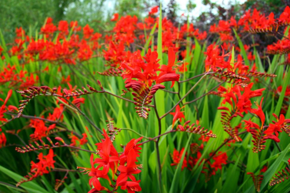 Crocosmia
