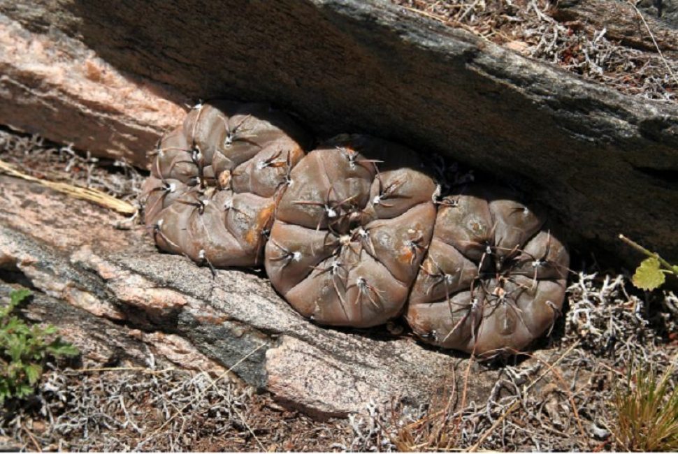 La especie Gymnocalycium berchtii crece donde se puede pasar parte del día a la sombra