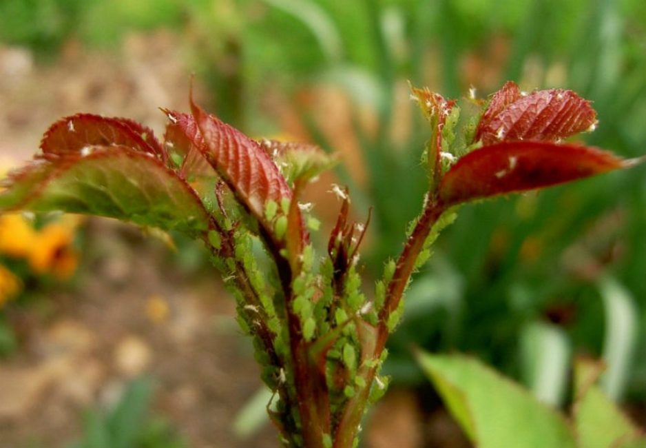 Pugó de la rosa verda