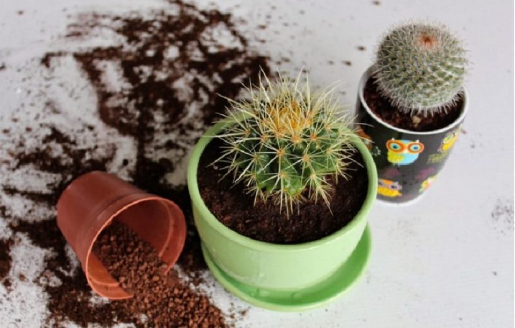 La tierra para los cactus de interior debe estar suelta.