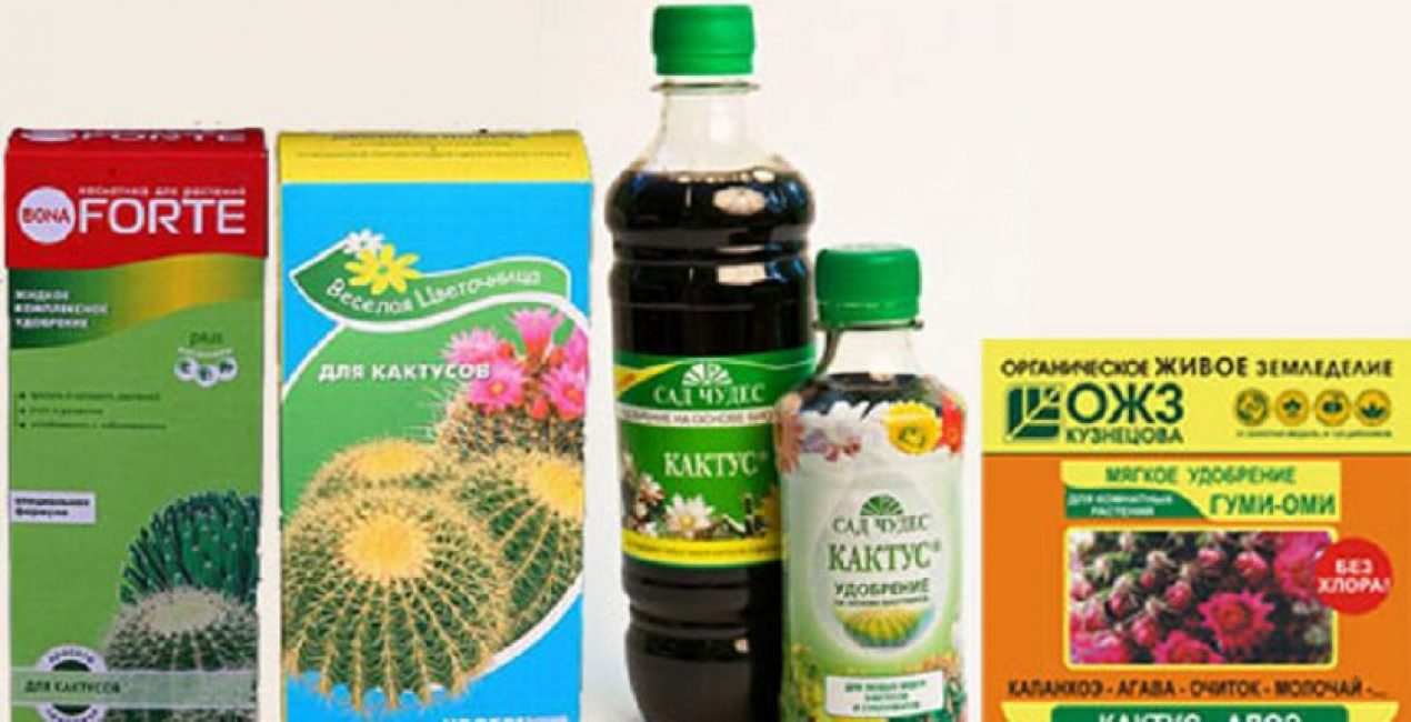 Fertilizantes en polvo y líquidos para cactus