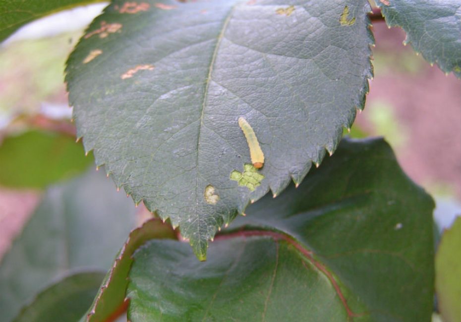 mosca de serra rosa