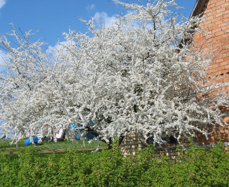Το Cherry Plum έχει μια πυκνή κορώνα που απαιτεί τακτικό κλάδεμα