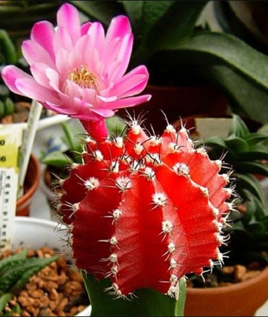 Gymnocalycium clorofílico injertado en Céreus