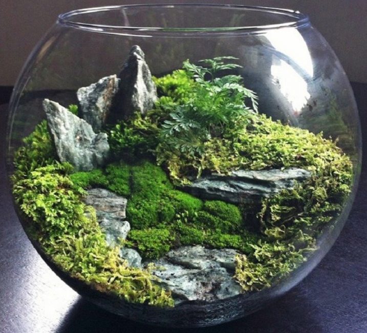 Mini jardín casero en un acuario para peces.