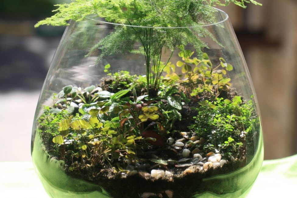 Terrario Selva tropical