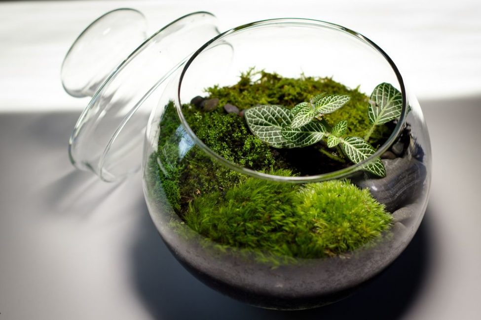 Florarium usando musgo