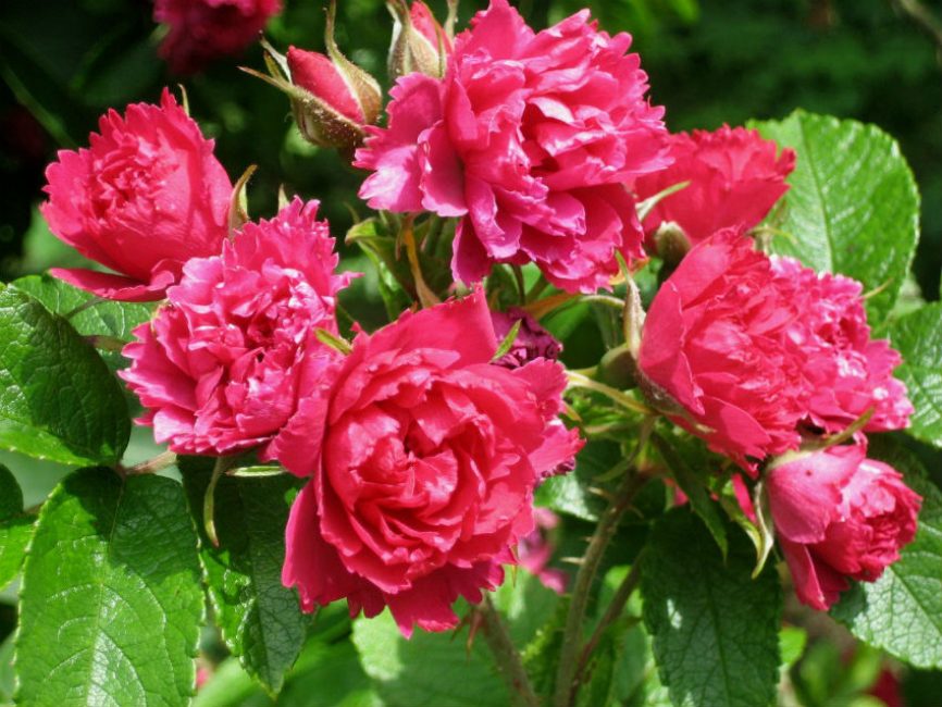 Grotendorst rosa