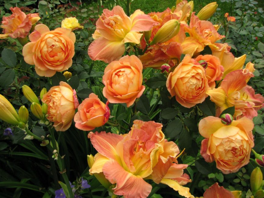 Senyora de Shalott