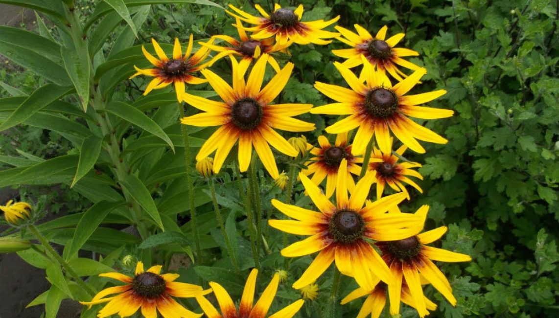 Rudbeckia chlupatá