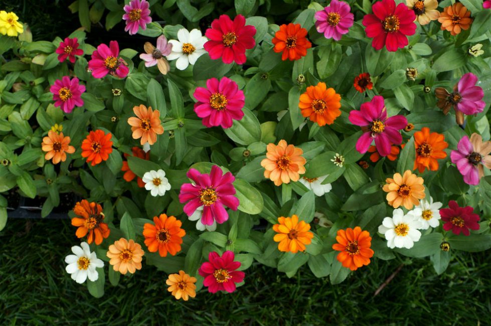 Majors (Zinnia půvabná)