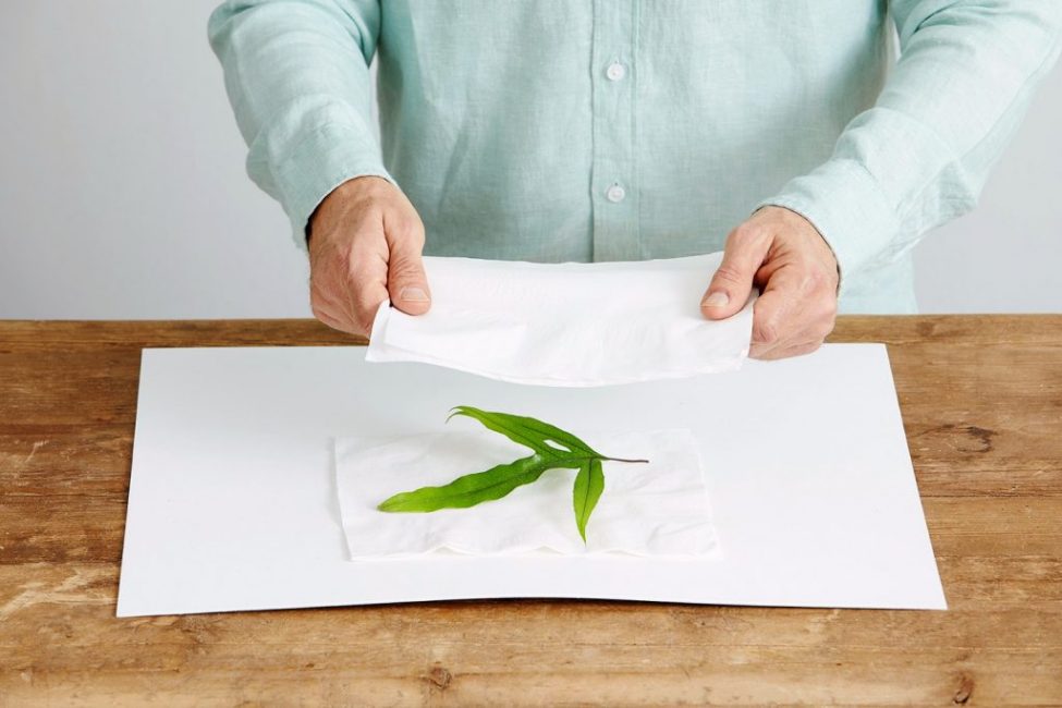 Como resultado de la exposición a una plancha, la hoja se seca.
