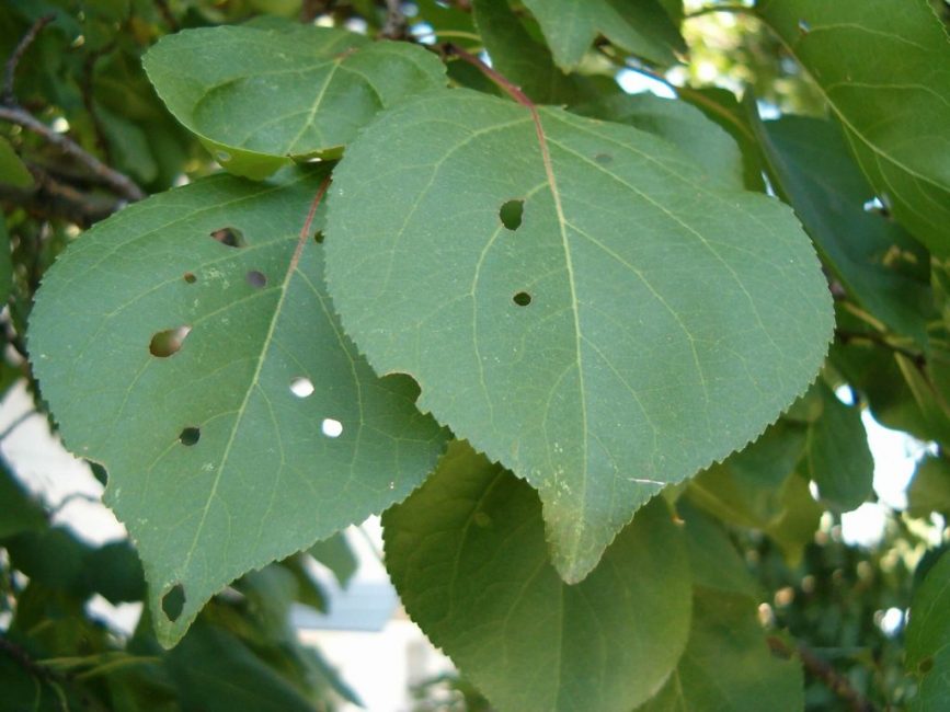 Clusterosporiasis eller perforerad spotting har en karakteristisk symptomatologi, det är svårt att inte märka det