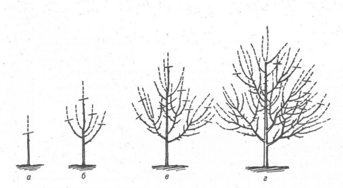 Aprikos, plantering och skötsel