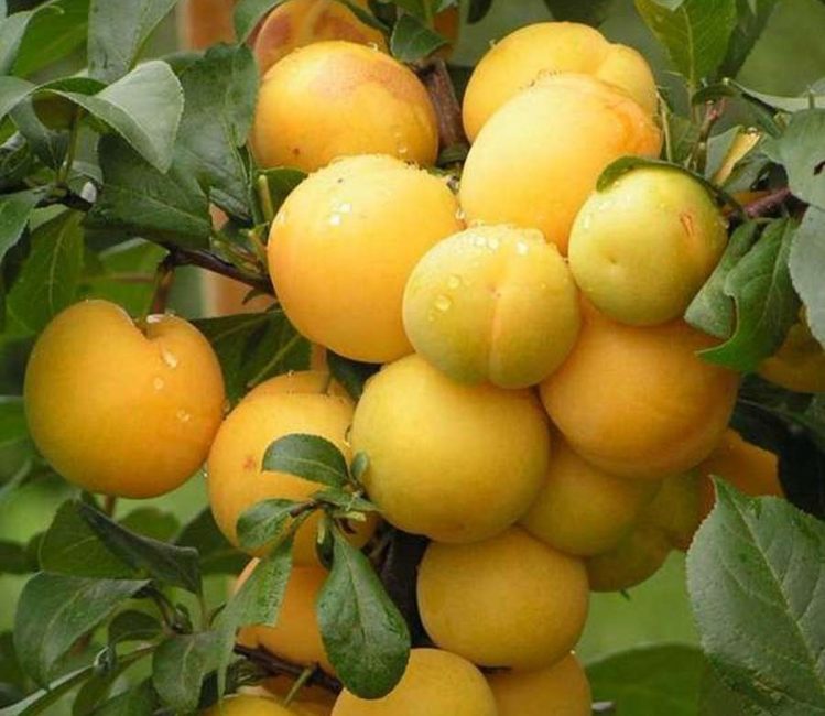 Cherry Plum Lavina