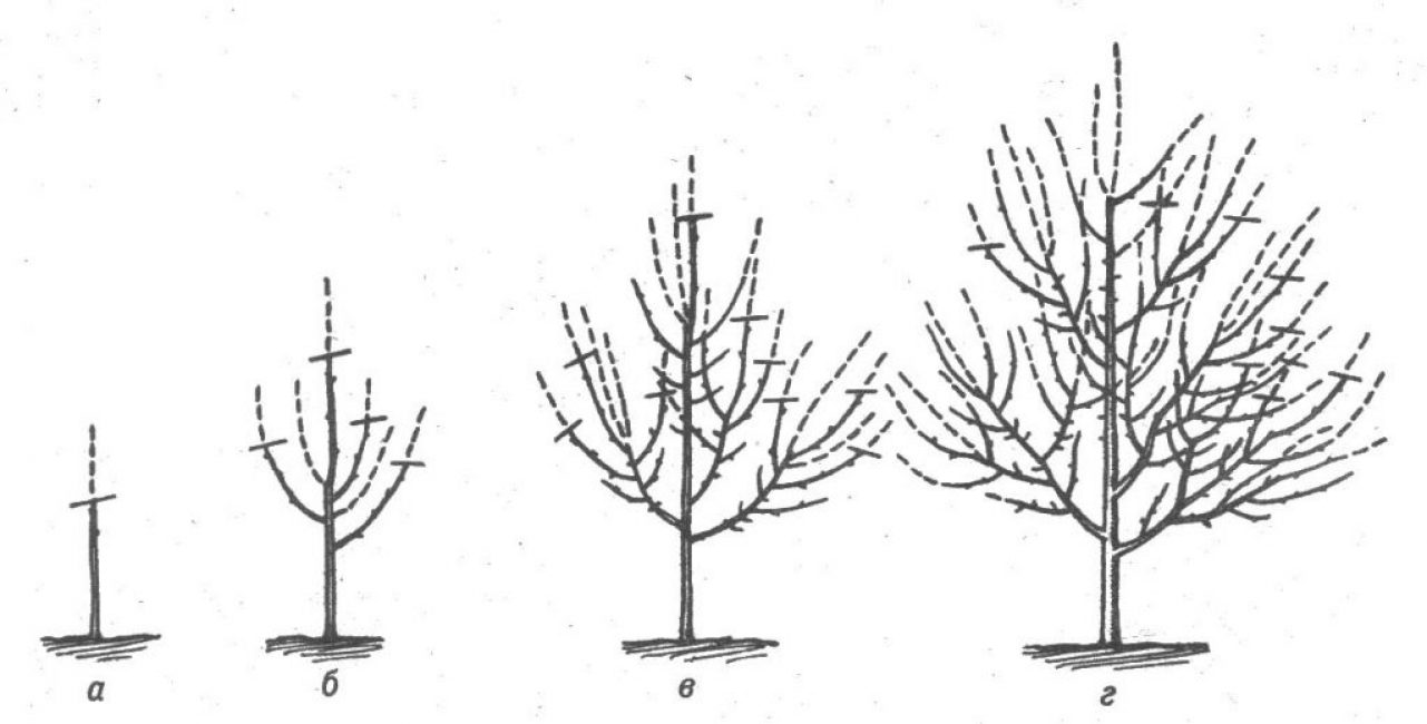 Σχηματισμός της κορώνας cherry plum