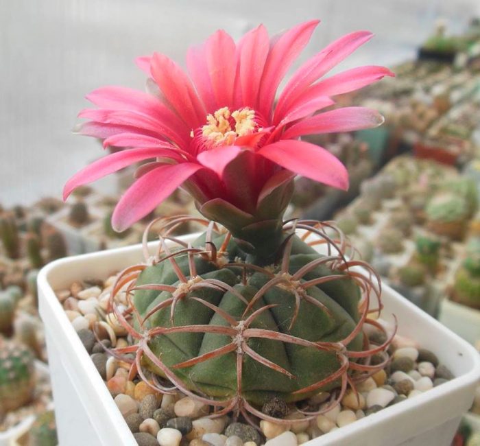 Gymnocalycium en casa