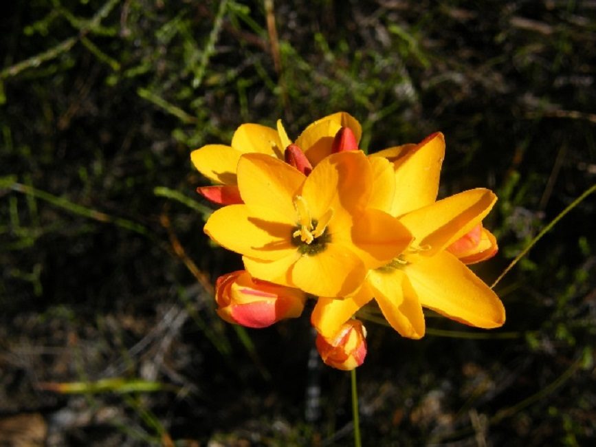 Hollands Glory