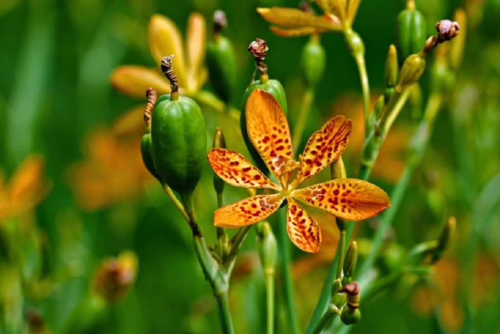 Az Ixia sinensis veszélyeztetett