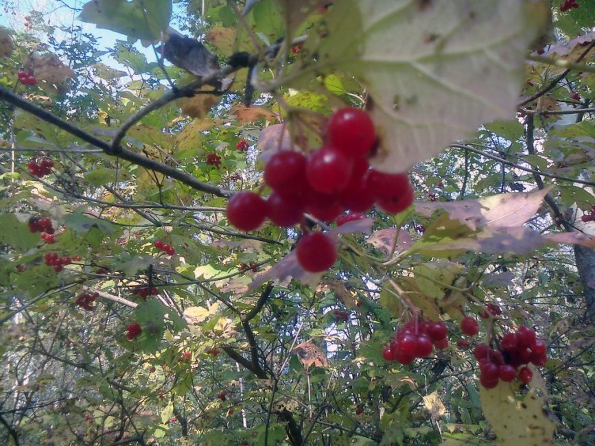 Viburnum közönséges