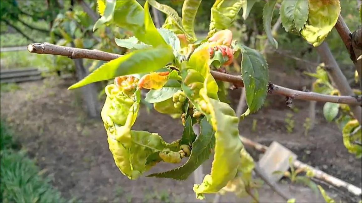 Persikkalehtien kihara