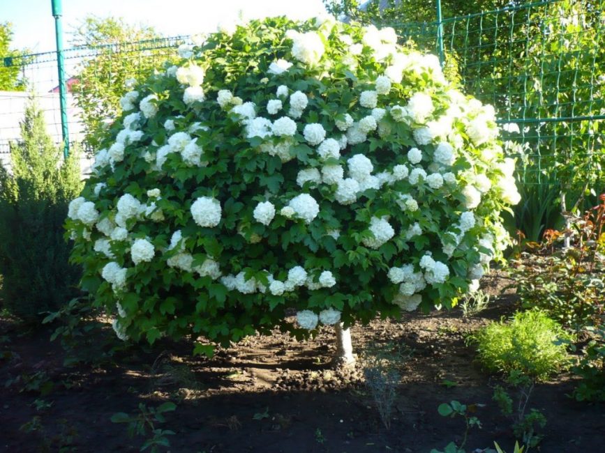 Viburnum metszése: bokor kialakulása