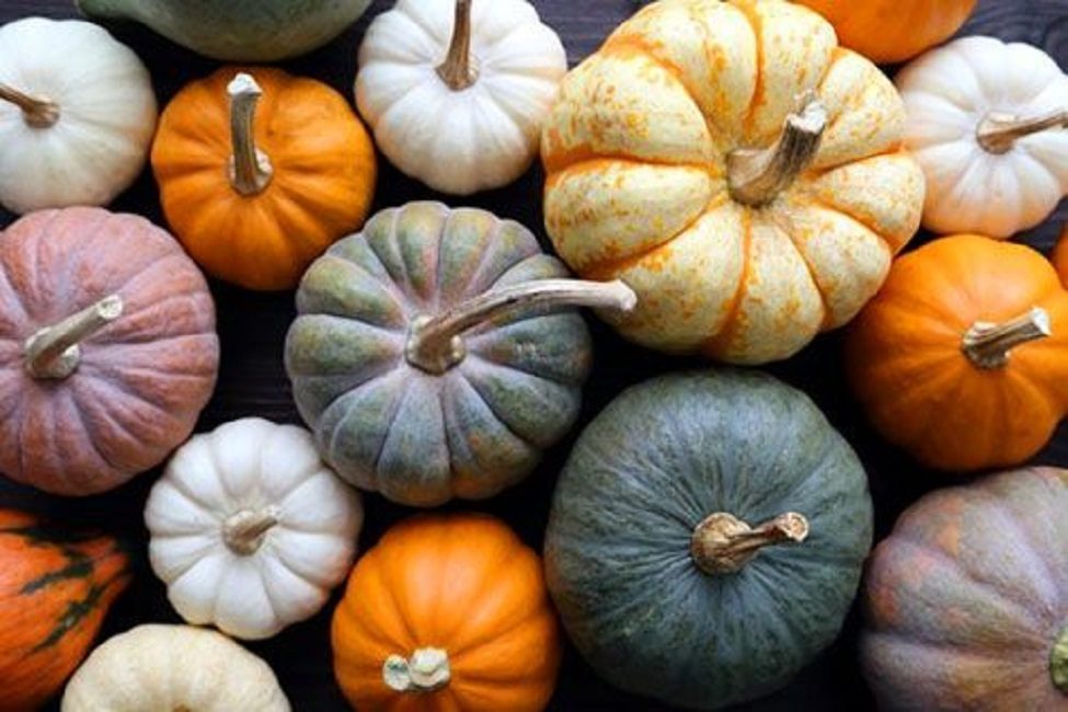 Közönséges Cucurbita rero
