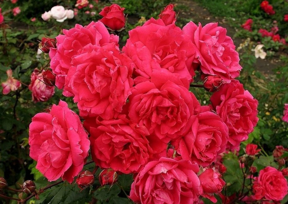 rosa del parc
