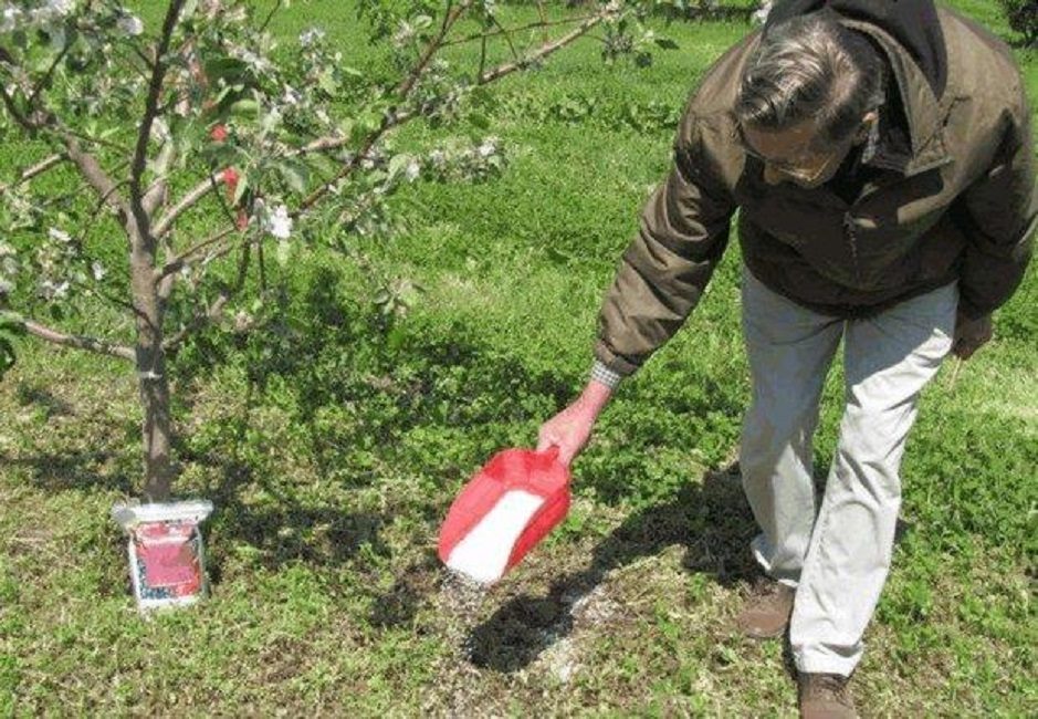Τοπ ντρέσινγκ Cherry Plum