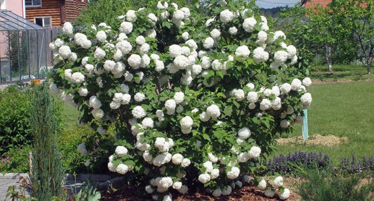 Roseum (Viburnum opulus Roseum) vagy Buldenezh