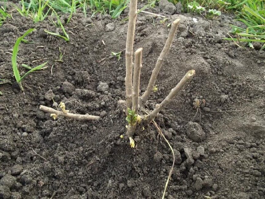 A palántát lyukba kell ásni úgy, hogy gyökérnyaka 5-6 cm-rel a talajszint alatt legyen.