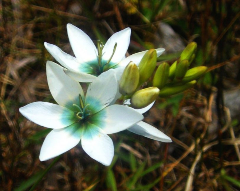 ixia virág