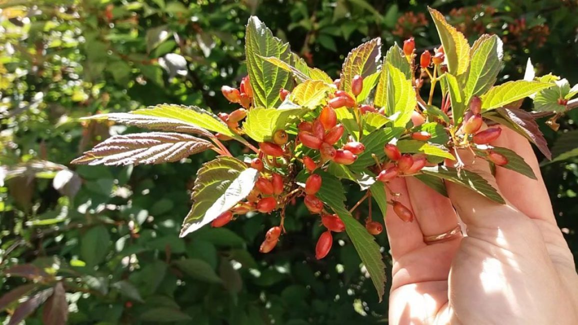 viburnum gondozása