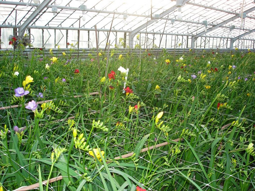 Kasvava freesia