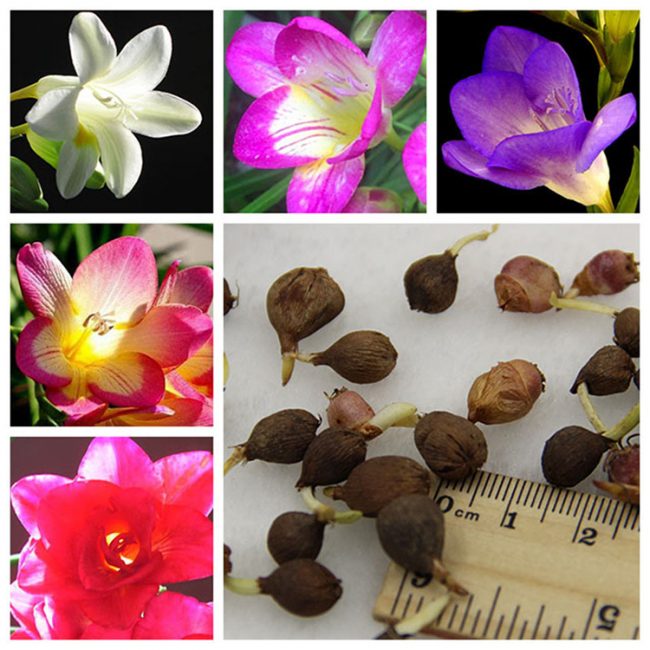 Kasvava freesia