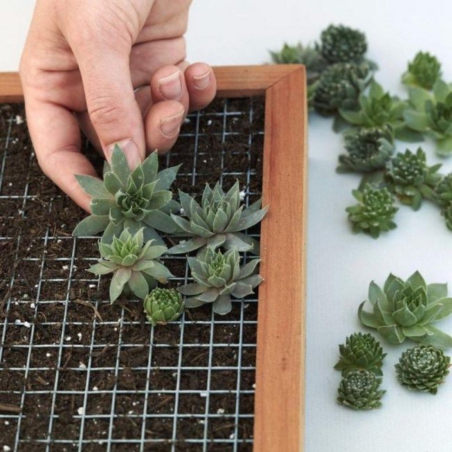 Plantering av unga rosetter utförs med en liten bit stolon