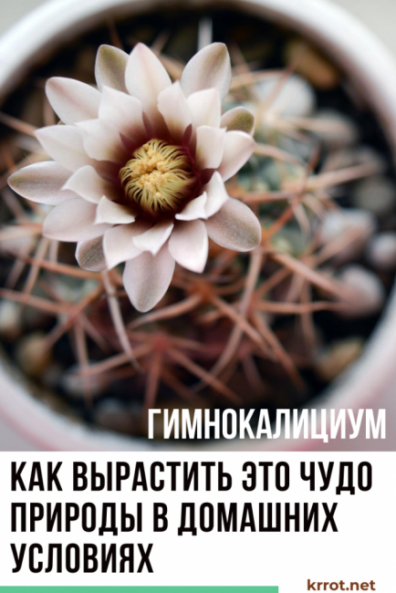 Gymnocalycium en casa