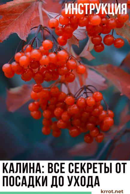 viburnum ültetés és gondozás
